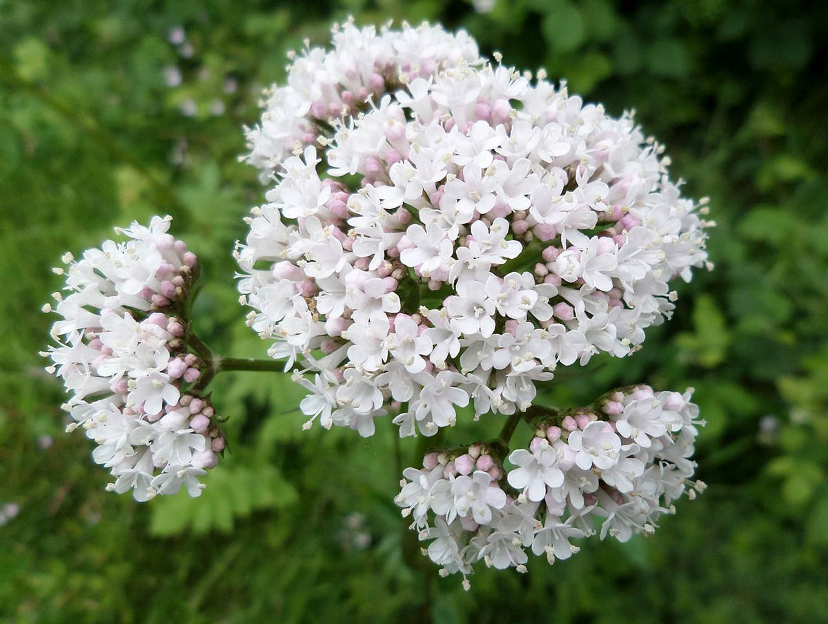 Valeriana